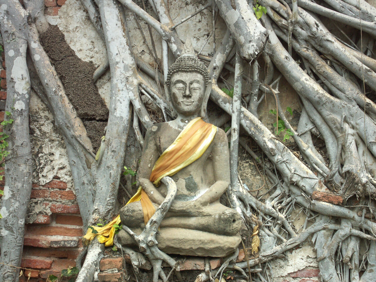 A strangler fig engulfing a temple ruin at Wat Phra Si Sanphet, Ayutthaya